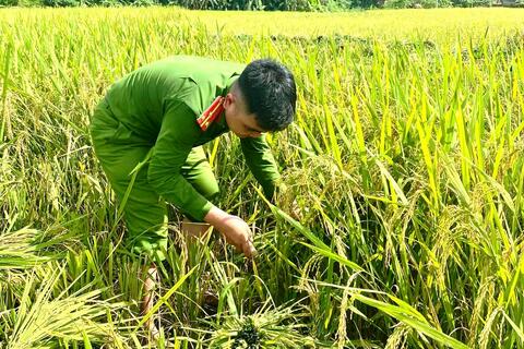 Tuổi trẻ Fv 88 nhà cái các xã, phường chung tay giúp dân thu hoạch lúa, bảo đảm an toàn mùa vụ